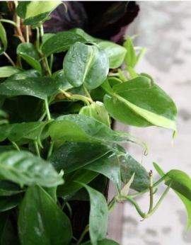 5 Best Plants to Grow in a Balcony