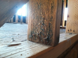 How to Control Dampness & Mould in the House