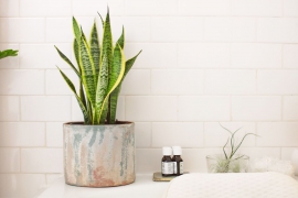 Best Plants for Bathrooms